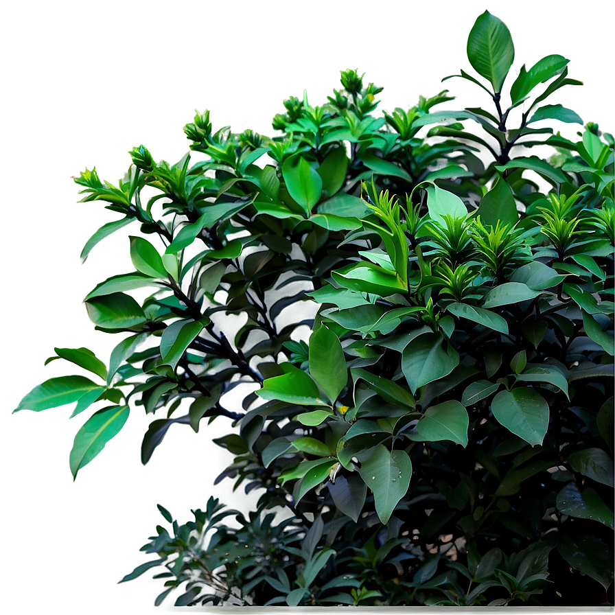 Annual Shrubs Png 77