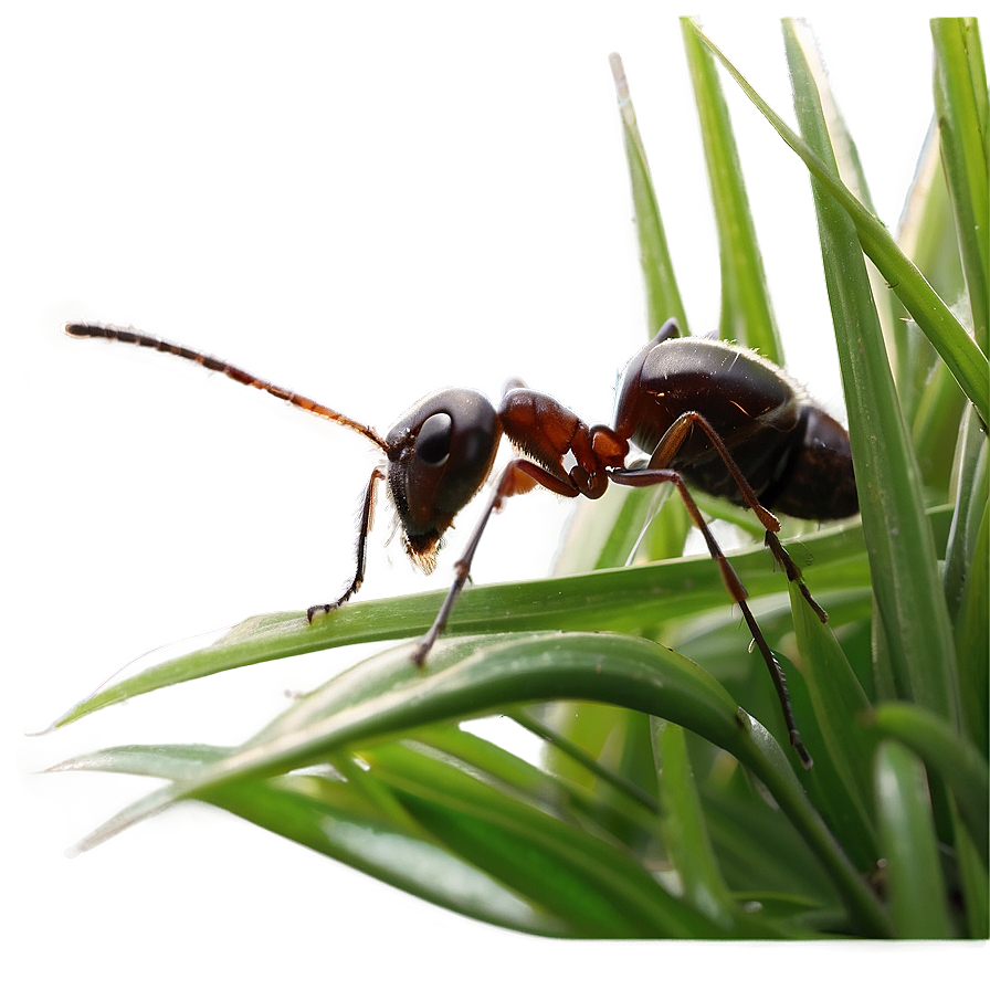 Ant In Grass Photo Png Rox65