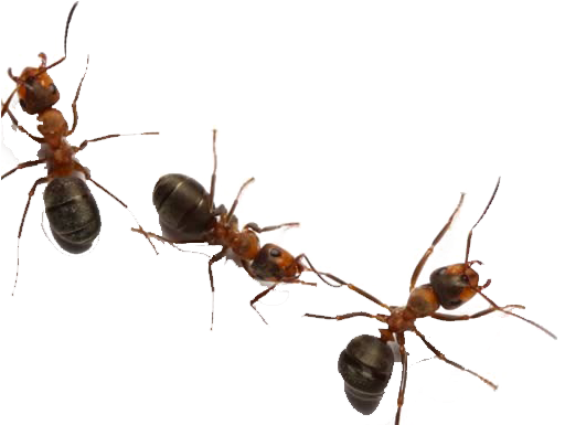 Ants Transparent Background