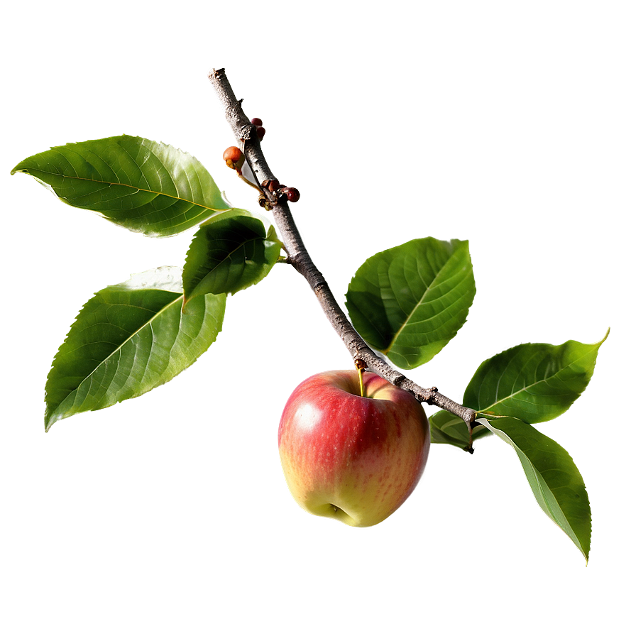 Apple Tree Branch Png 64