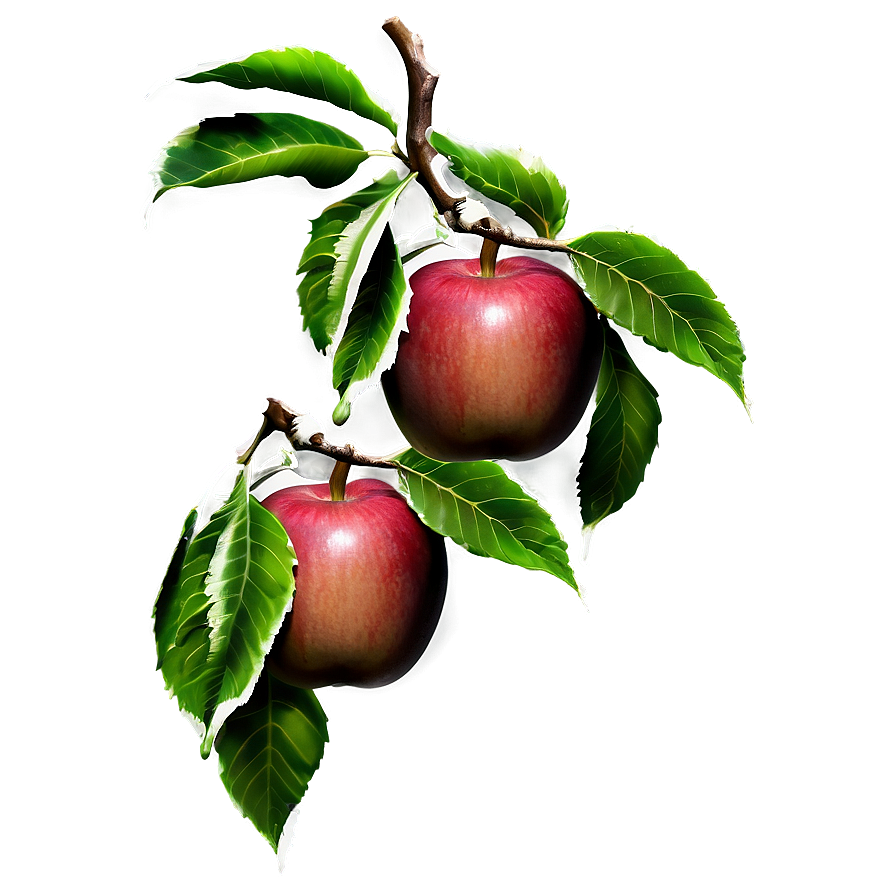 Apple Tree Branch Png 93