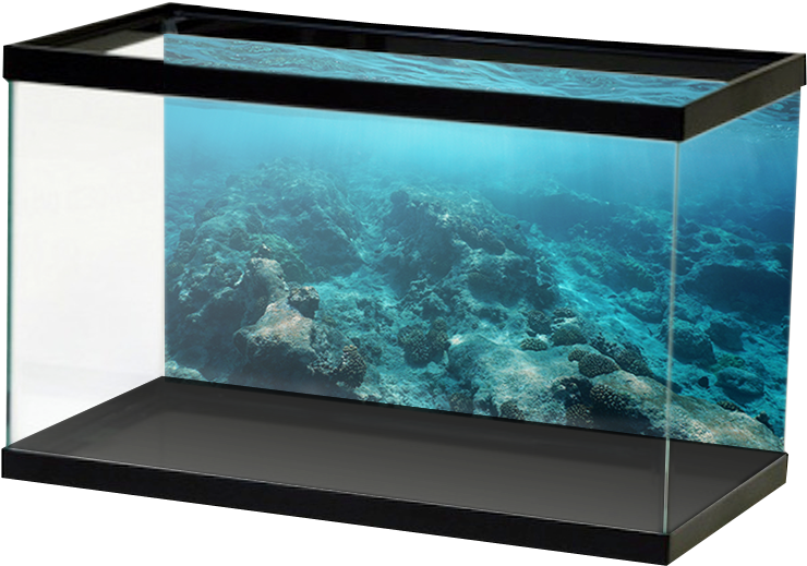 Aquarium Coral Reef Display