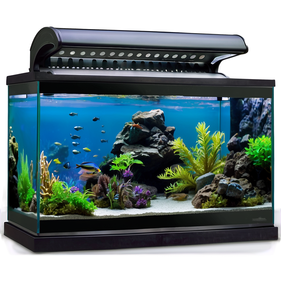 Aquarium Setup Png 61