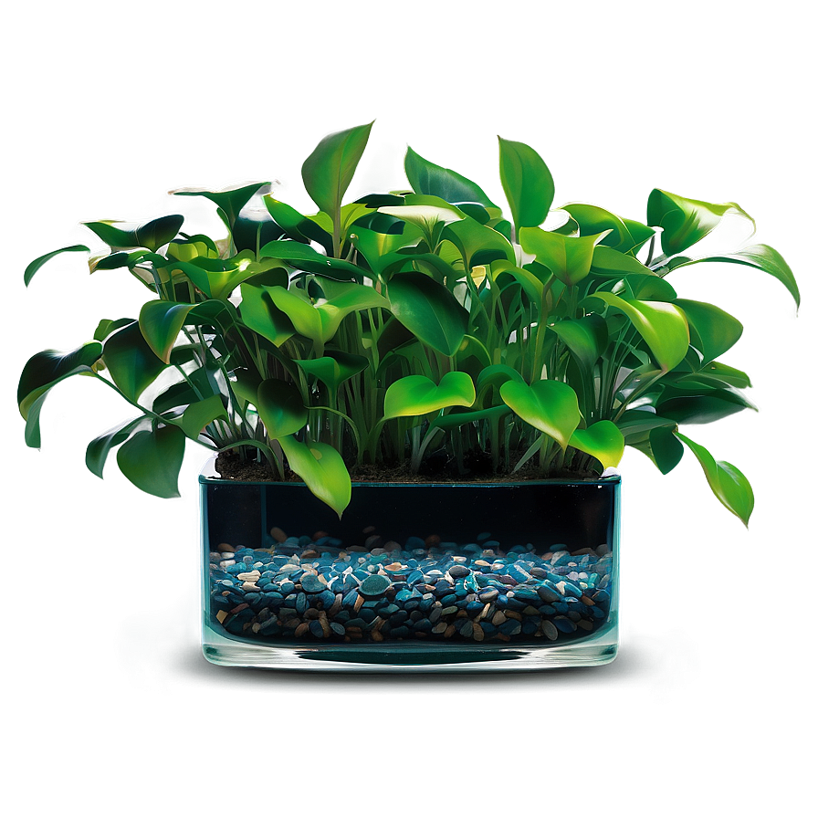 Aquatic Indoor Plants Png 06252024