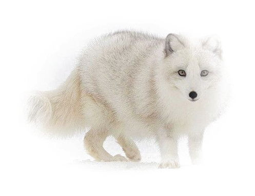 Arctic Foxin Snow