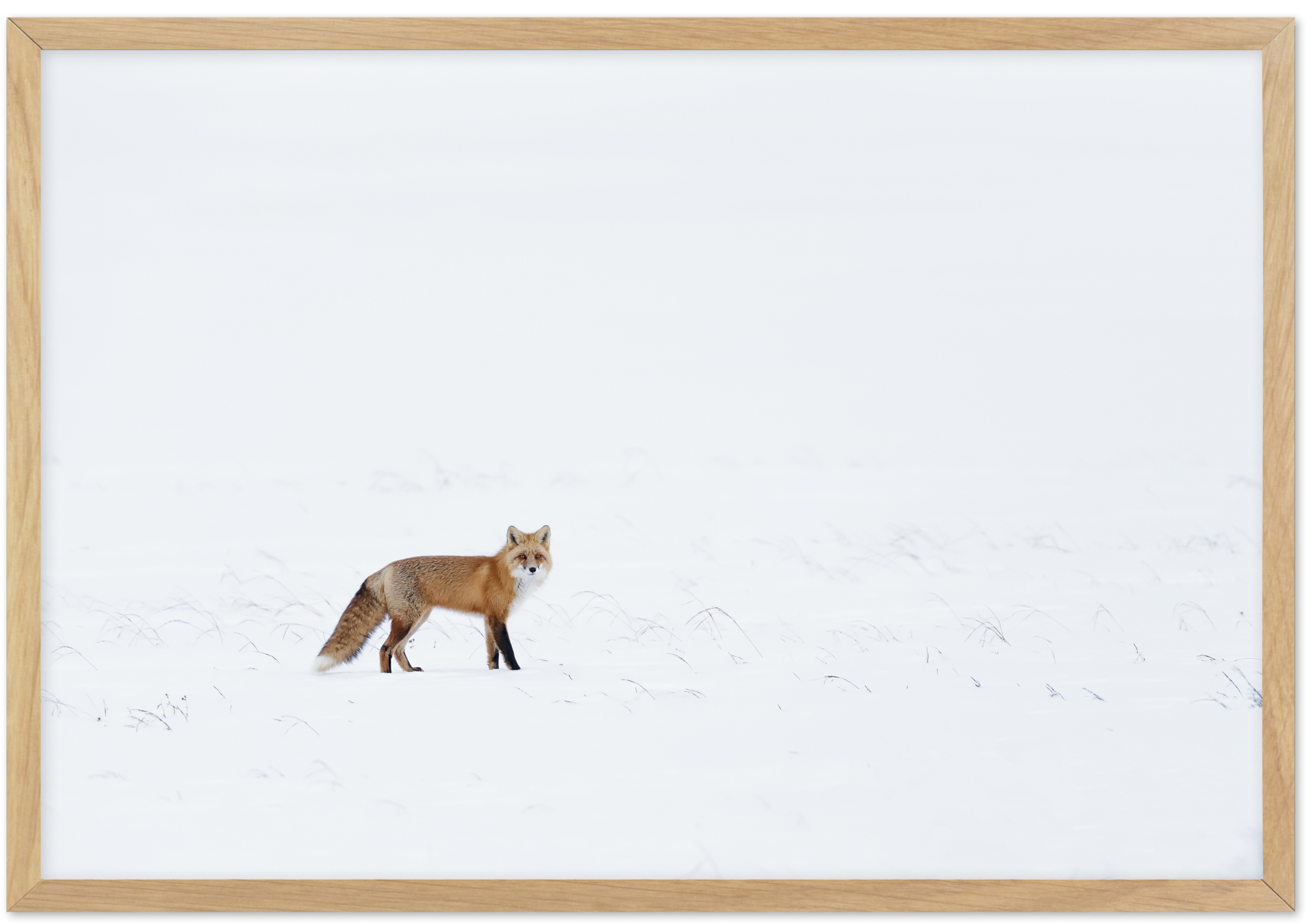 Arctic Foxin Snowy Landscape