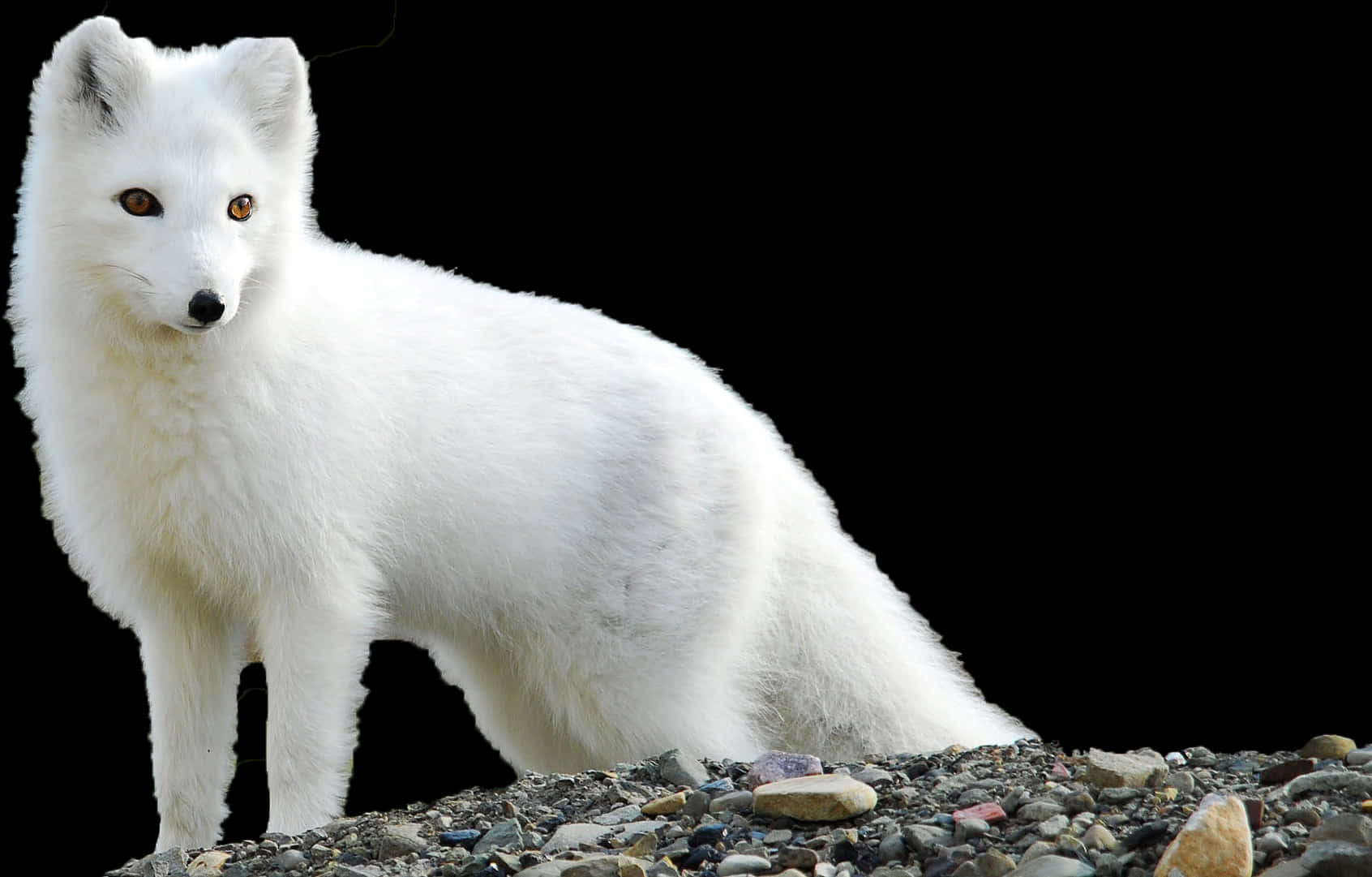 Arctic Foxin White Winter Coat