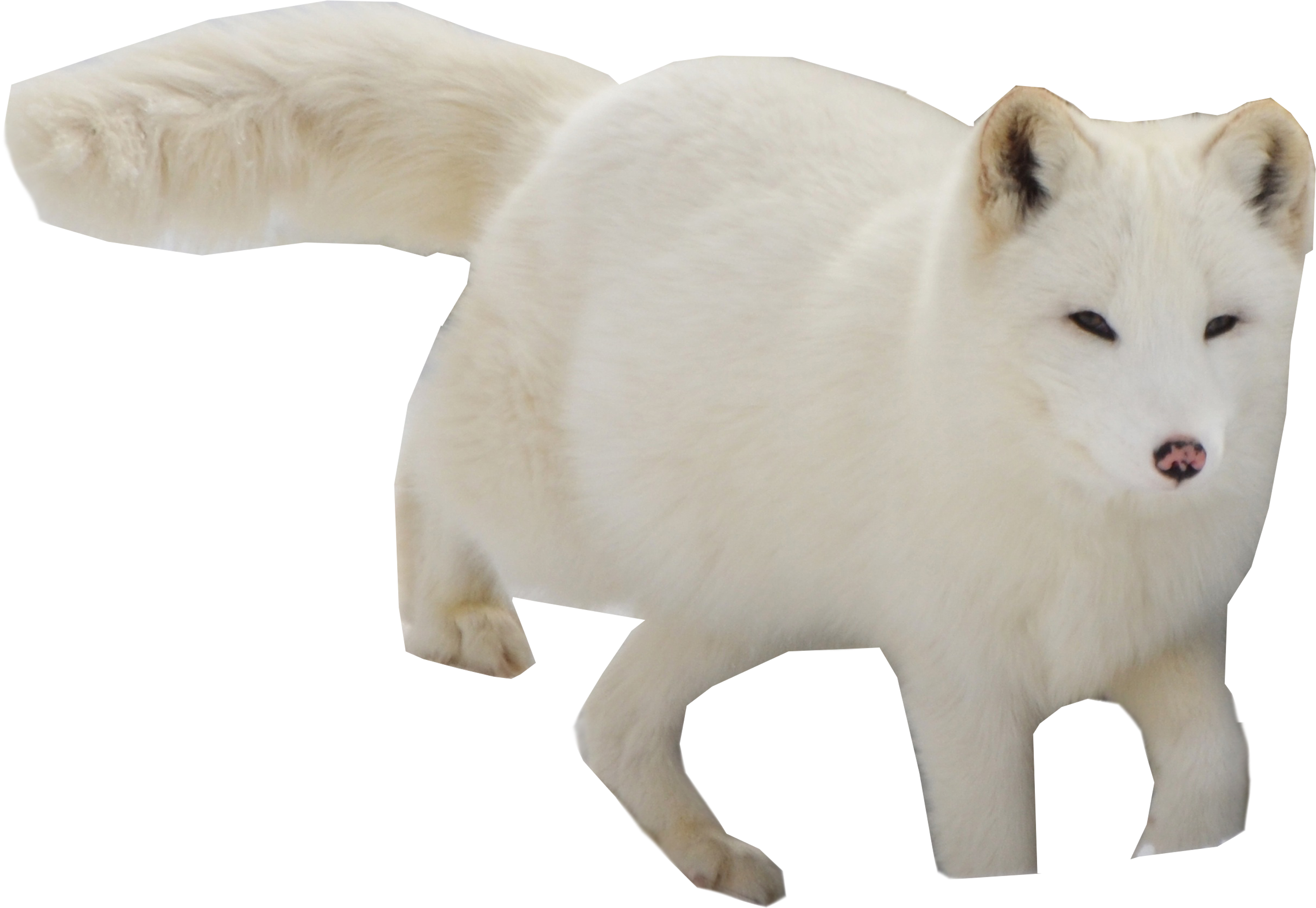 Arctic Foxin Winter Coat