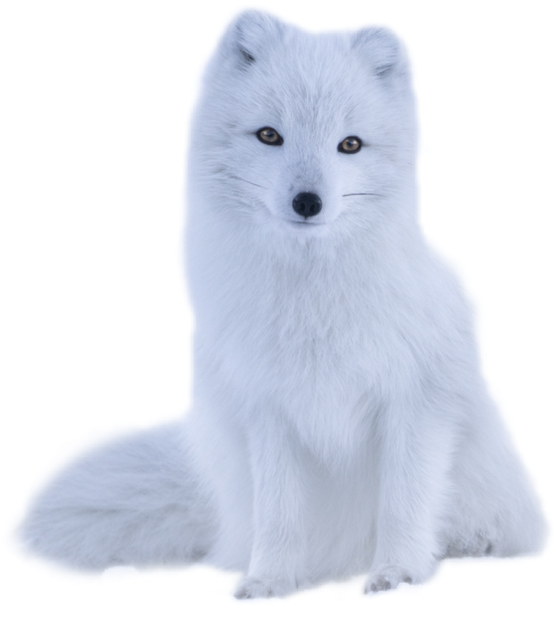 Arctic Foxin Winter Coat