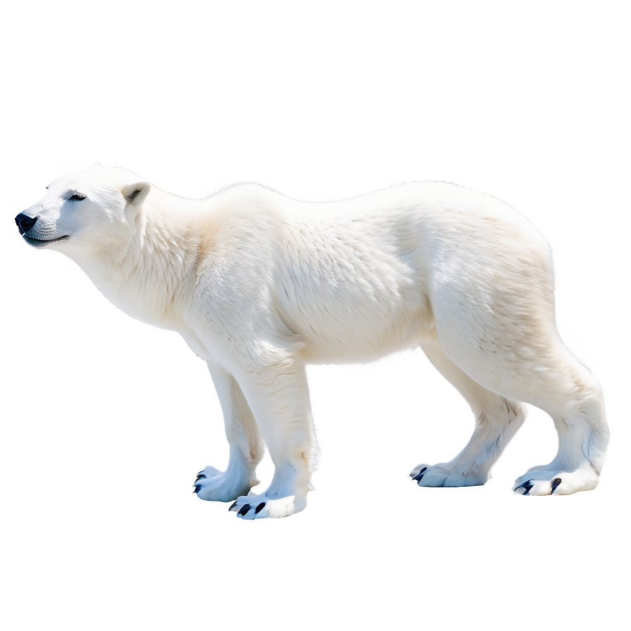 Arctic Snow Animals Png 04292024