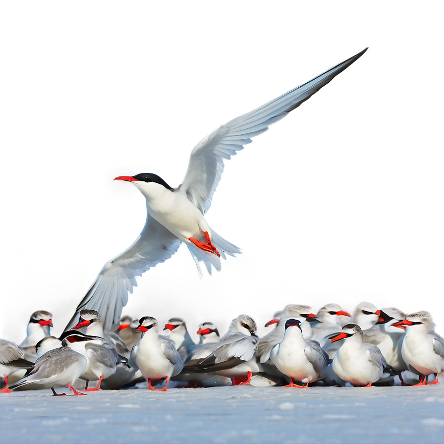 Arctic Tern Migration North Pole Png Tyl