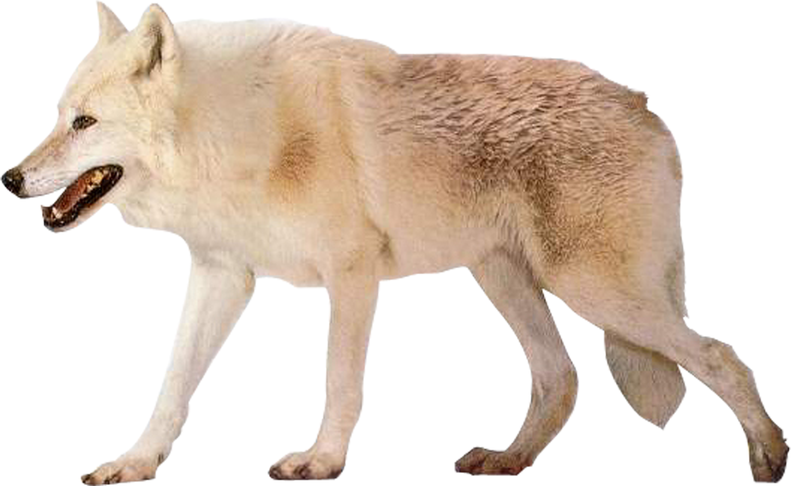 Arctic White Wolf Walking