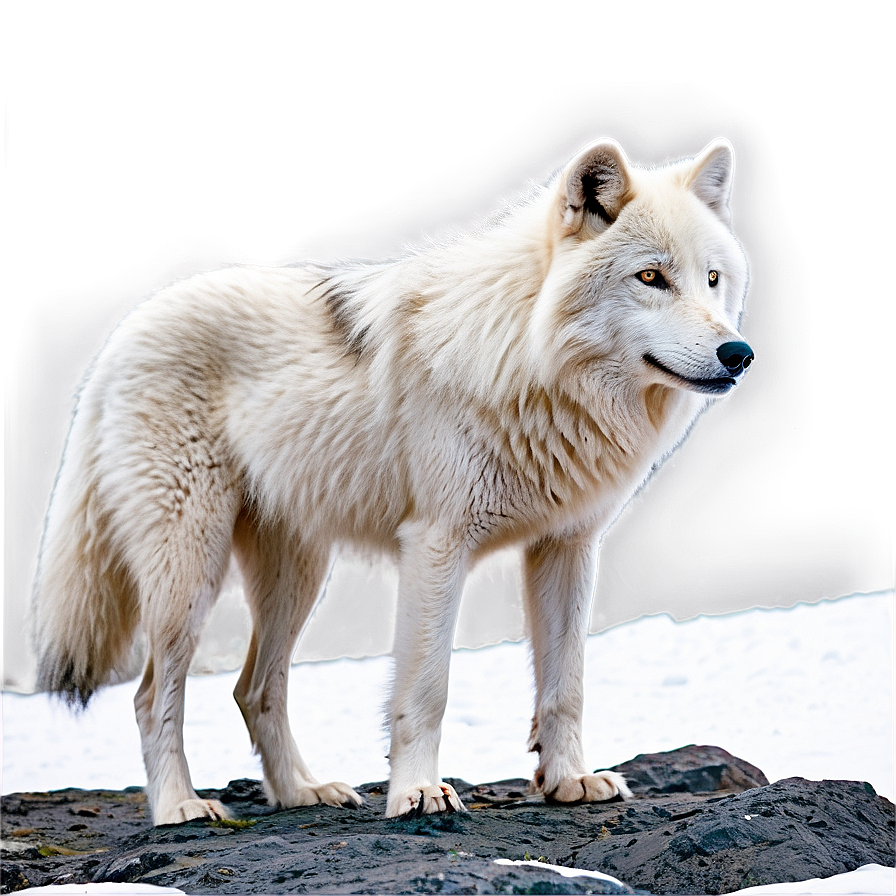 Arctic Wolf Habitat Png Kum23