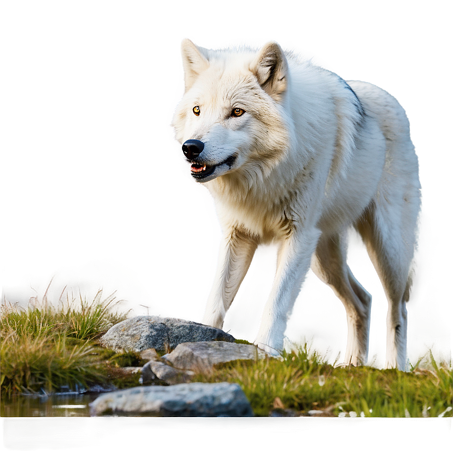 Arctic Wolf In Nature Png Hnf