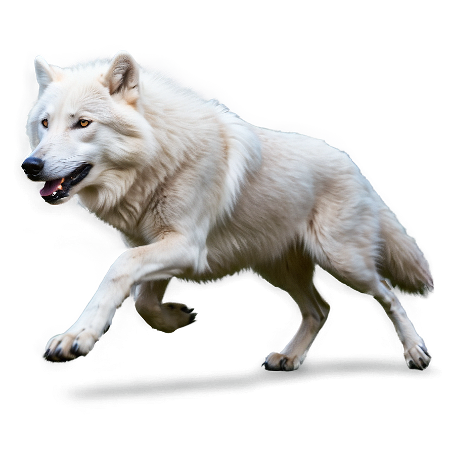 Arctic Wolf Running Png Vsp