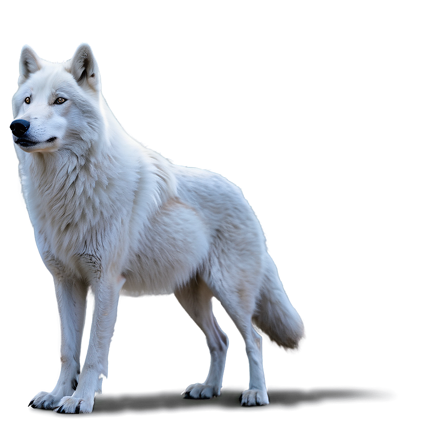 Arctic Wolf Side View Png Lsa