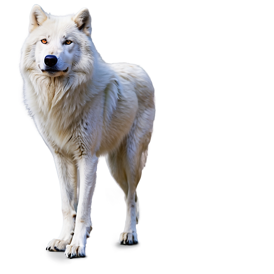 Arctic Wolf Standing Png 06292024