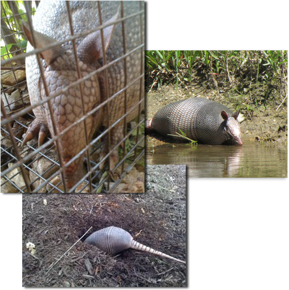 Armadillo Collage Trio