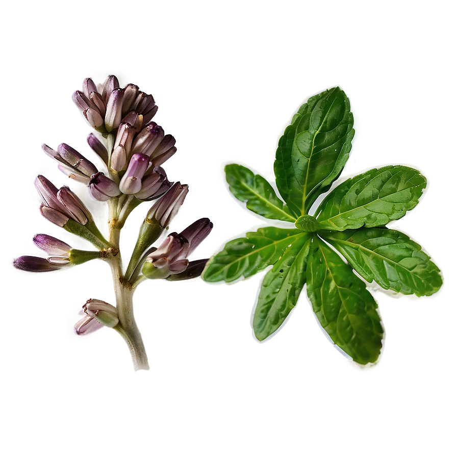 Aromatic Herb Png 06272024