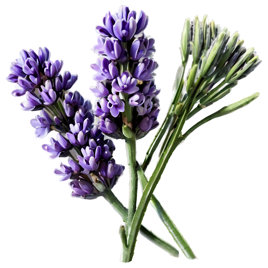 Aromatic Lavender Flowers Png 70