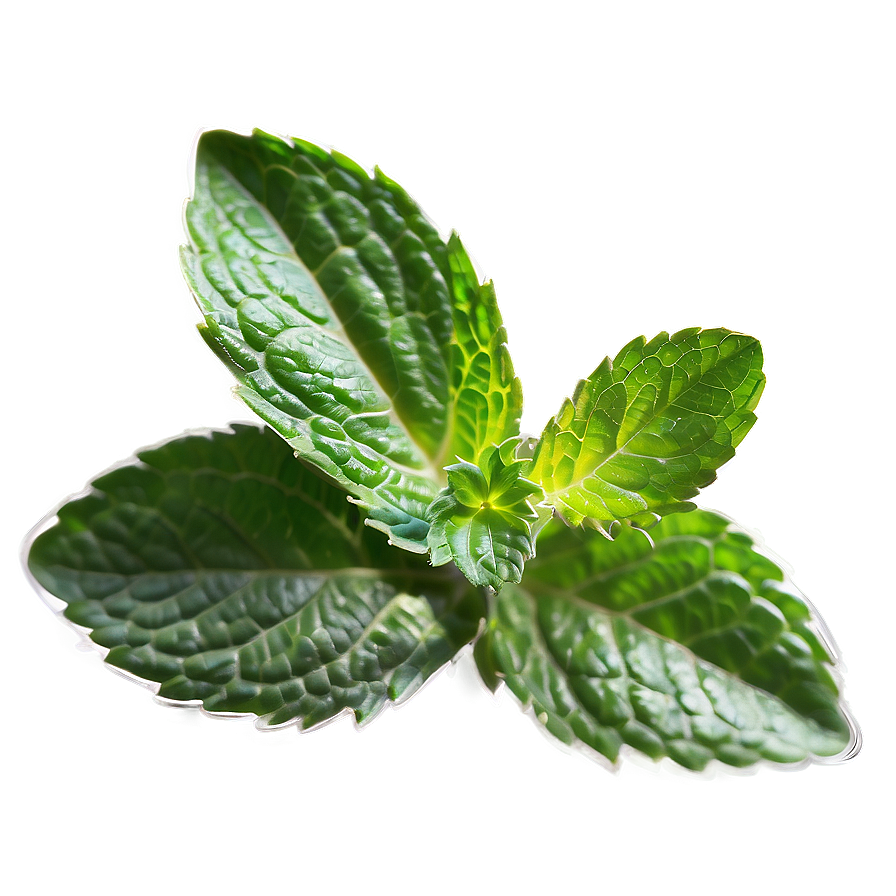 Aromatic Mint Leaves Png Oom