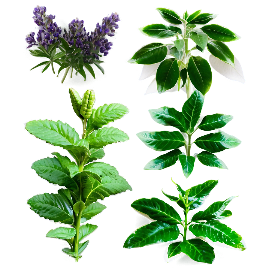 Aromatic Plants Png 59