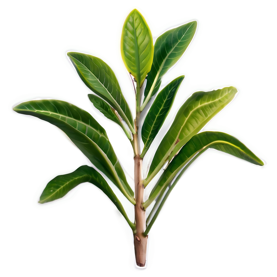 Aromatic Plants Png Mxw94