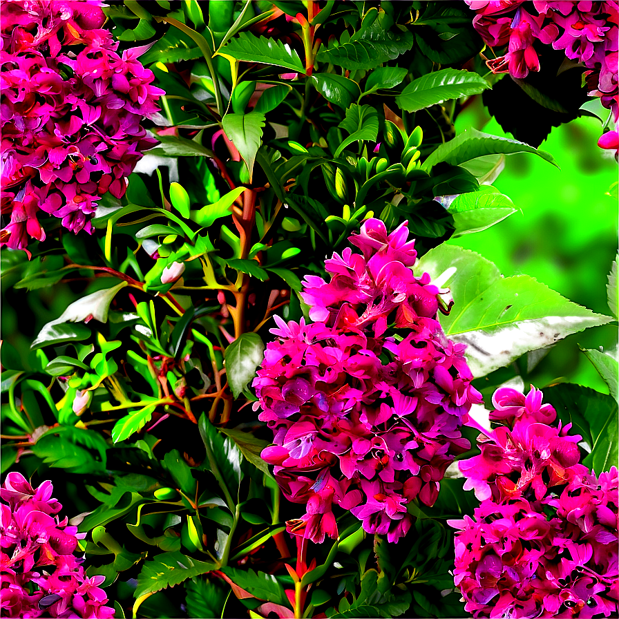 Aromatic Shrubs Png Mqy61