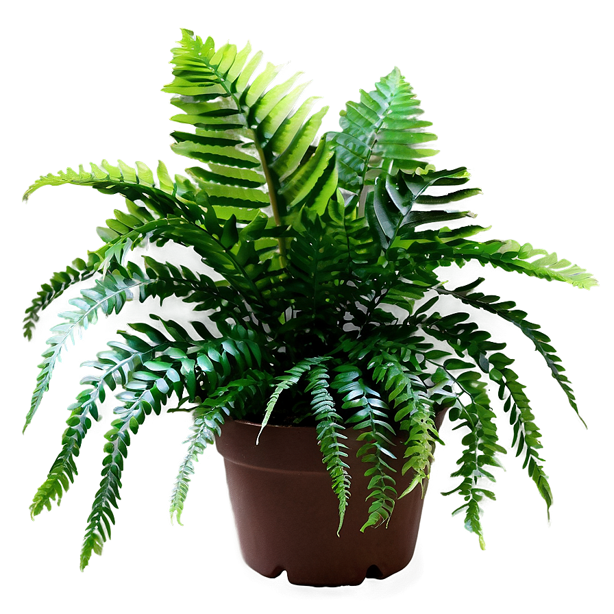 Artificial Fern Plant Png 98