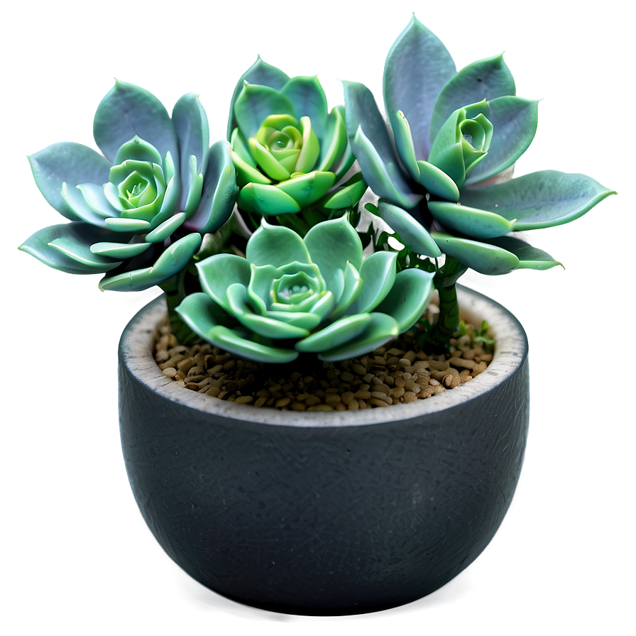 Artificial Succulent Png 38