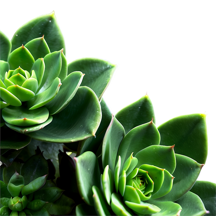 Artificial Succulent Png Lsg41