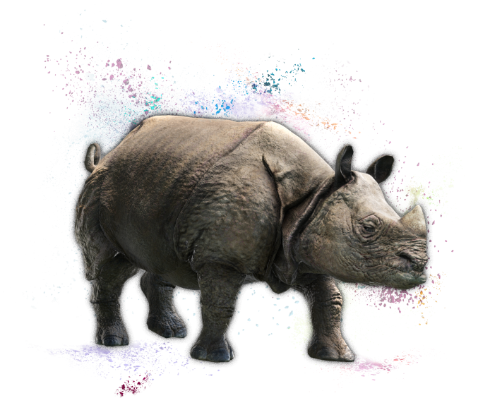 Artistic Rhinoceroswith Color Splash