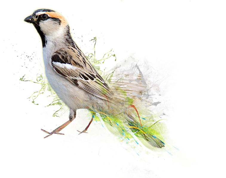 Artistic Sparrow Illustration