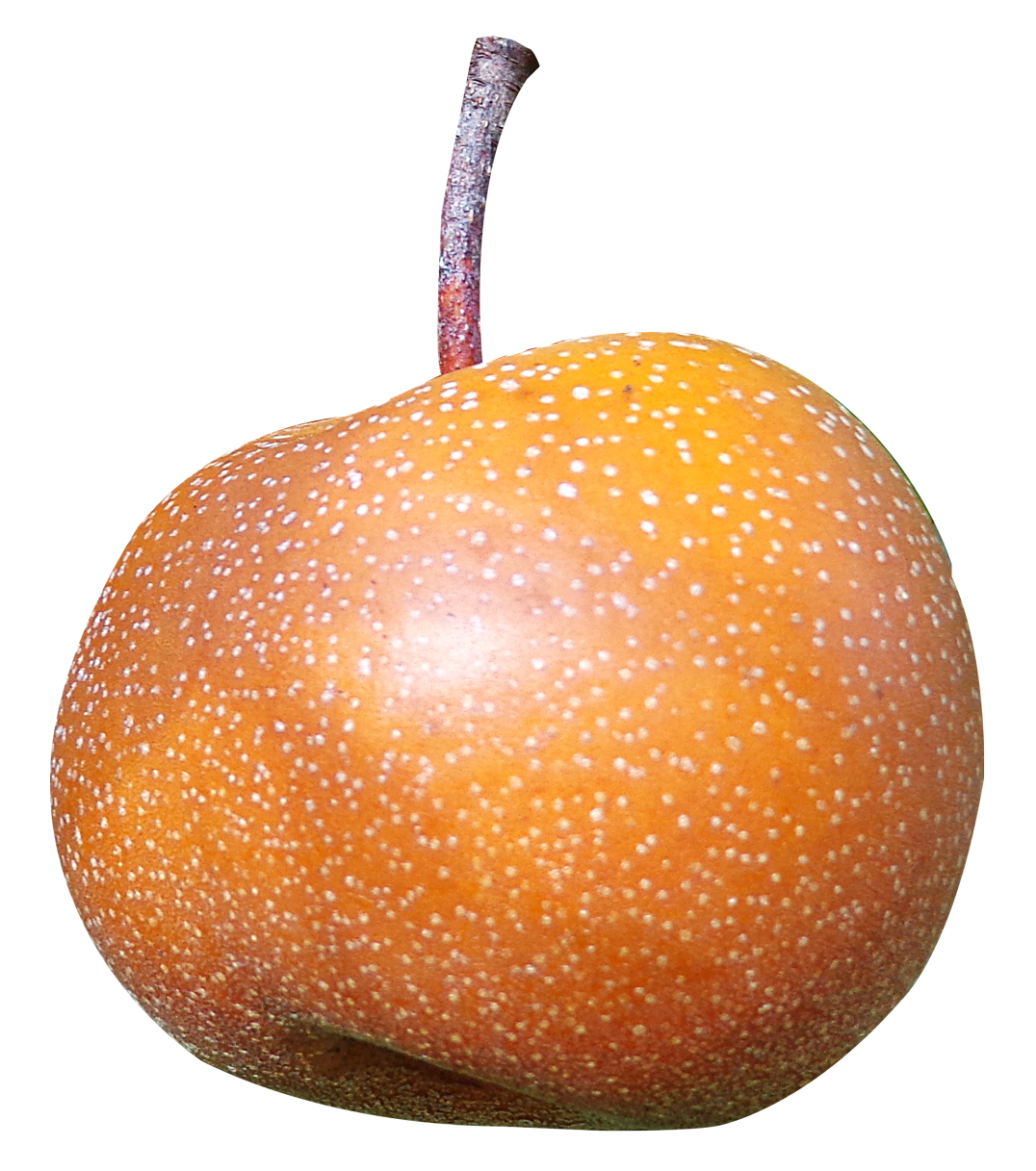 Asian Pear Fruit Photo