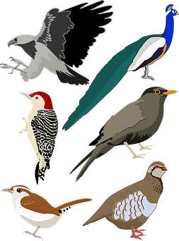 Assorted_ Bird_ Illustrations_ Vector