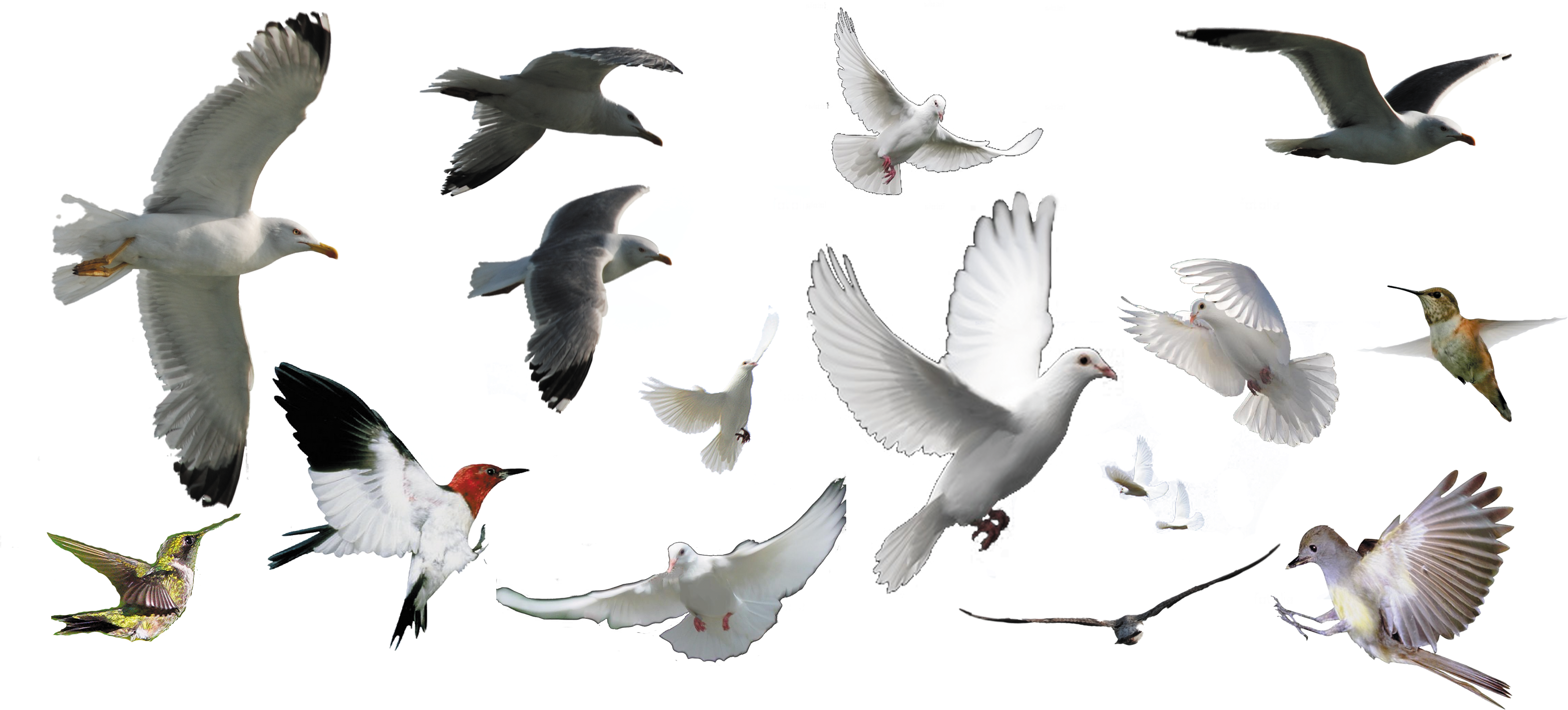 Assorted Birds In Flight