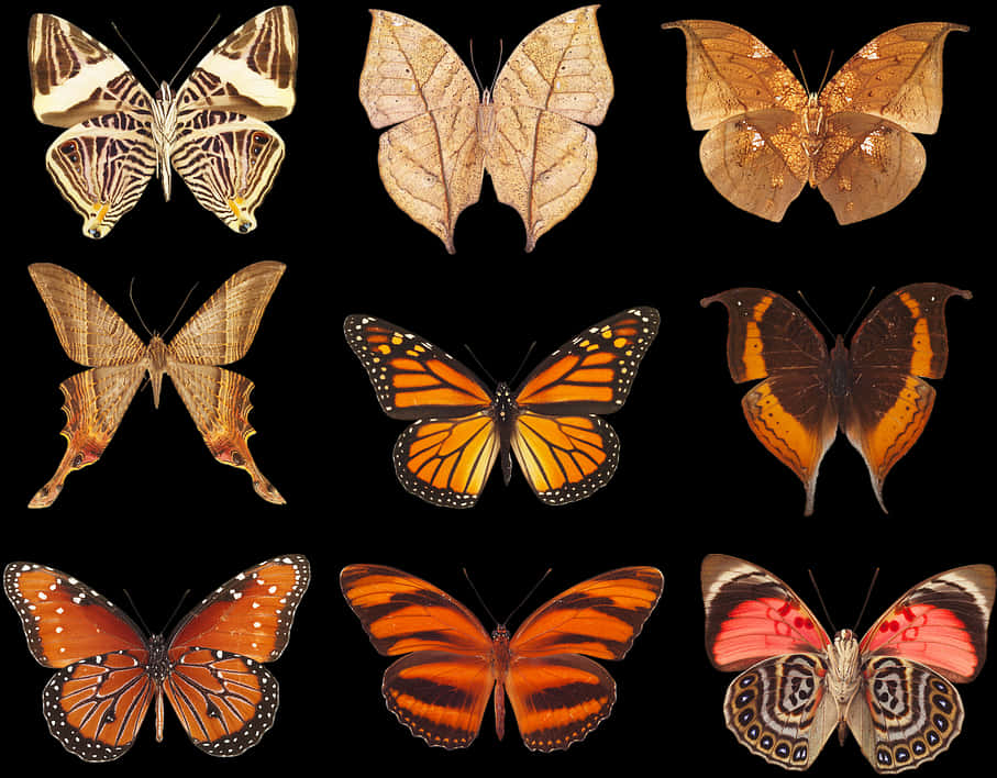 Assorted Butterfly Species Collection