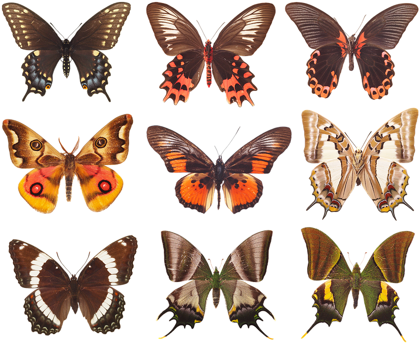 Assorted Butterfly Species