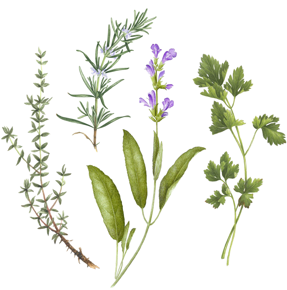 Assorted Culinary Herbs Illustration