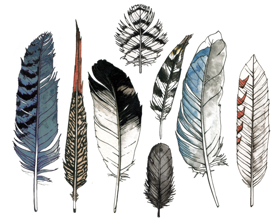 Assorted_ Feather_ Collection_ Illustration