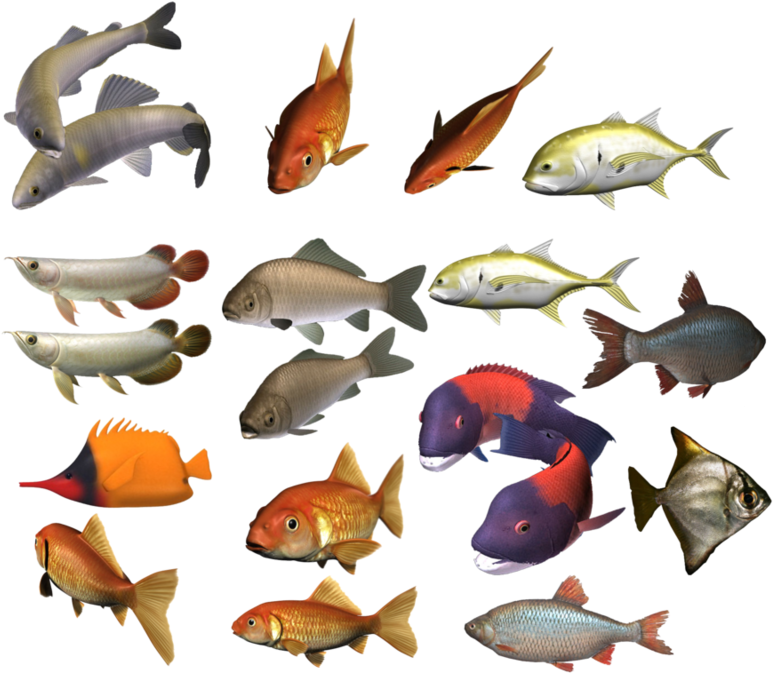 Assorted Freshwater Fish Collection