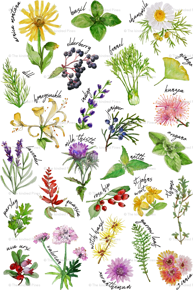 Assorted Herbsand Flowers Illustration