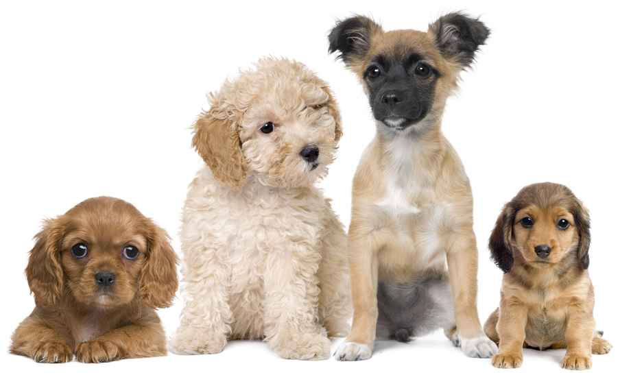 Assorted Puppy Breeds Group