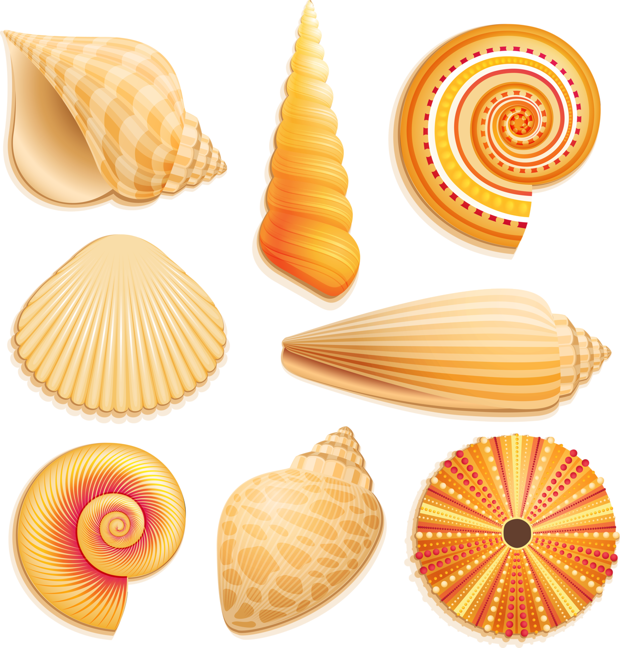 Assorted Seashell Illustrations