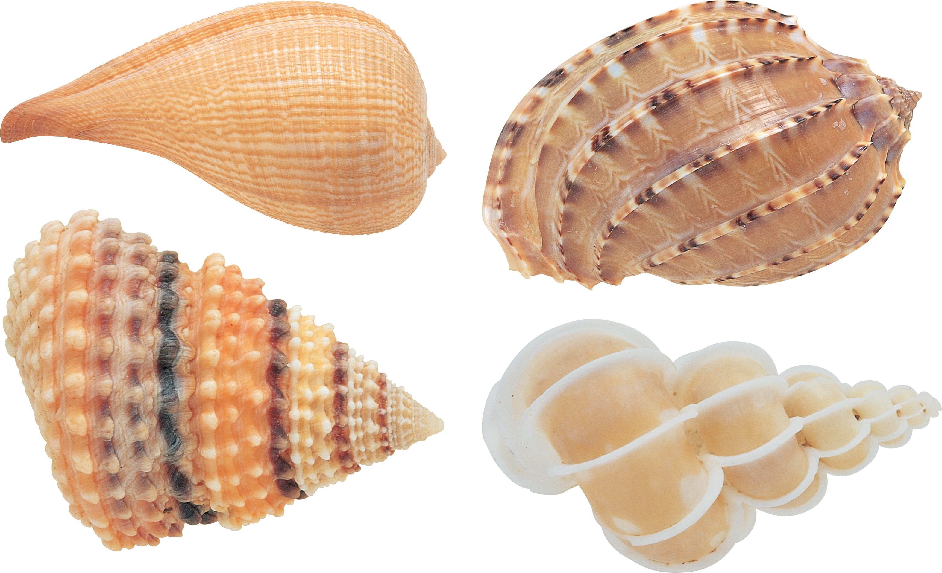 Assorted Seashells Collection