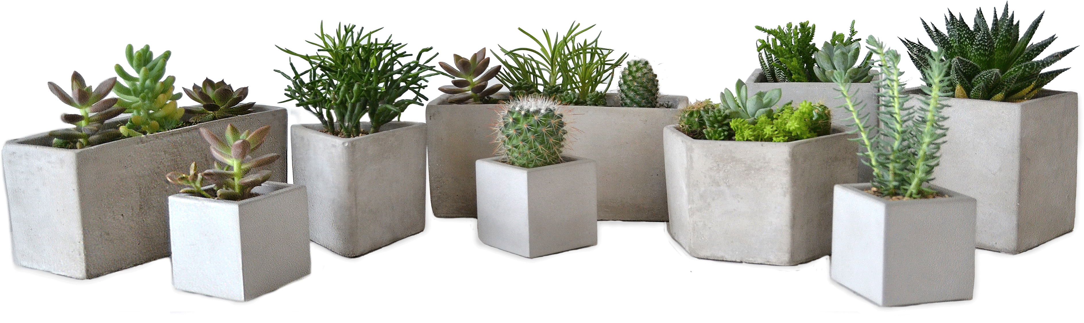 Assorted Succulentsin Concrete Planters