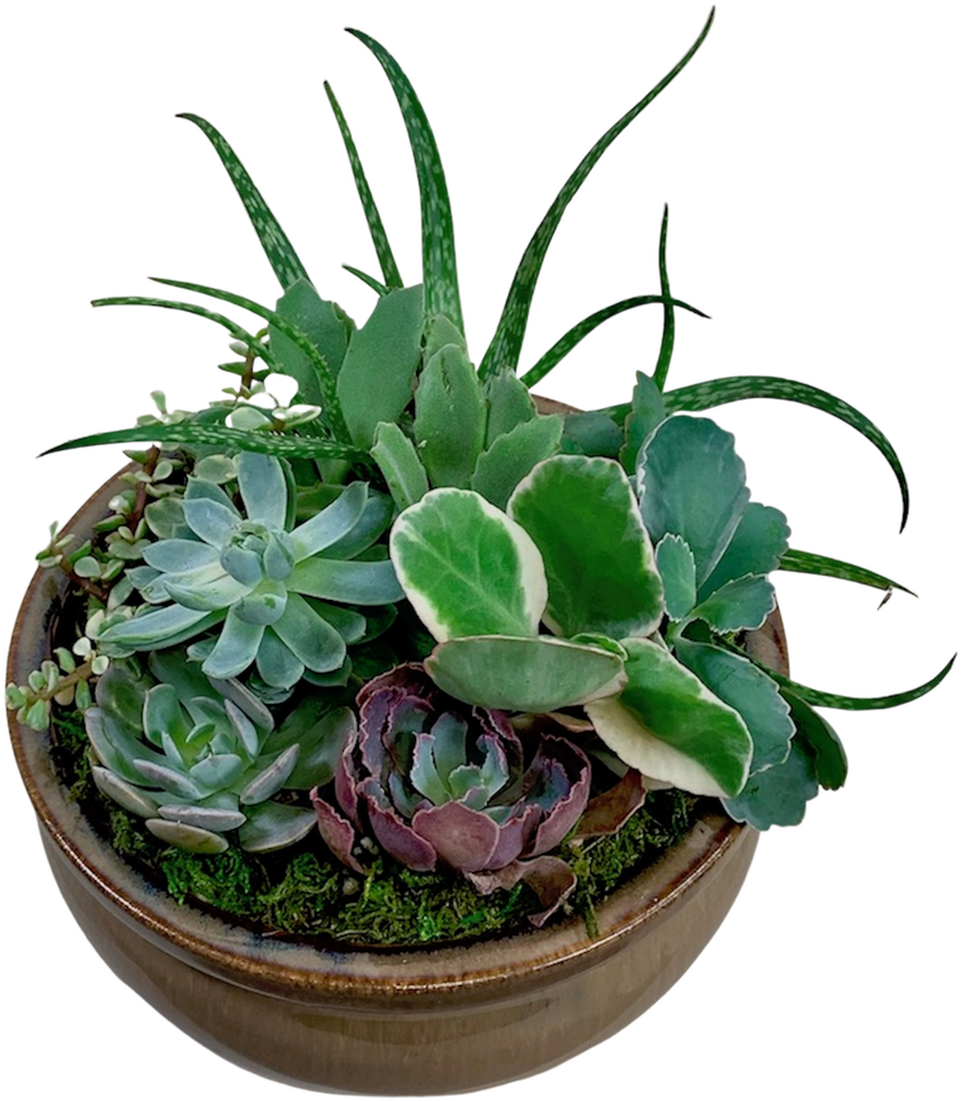 Assorted Succulentsin Planter