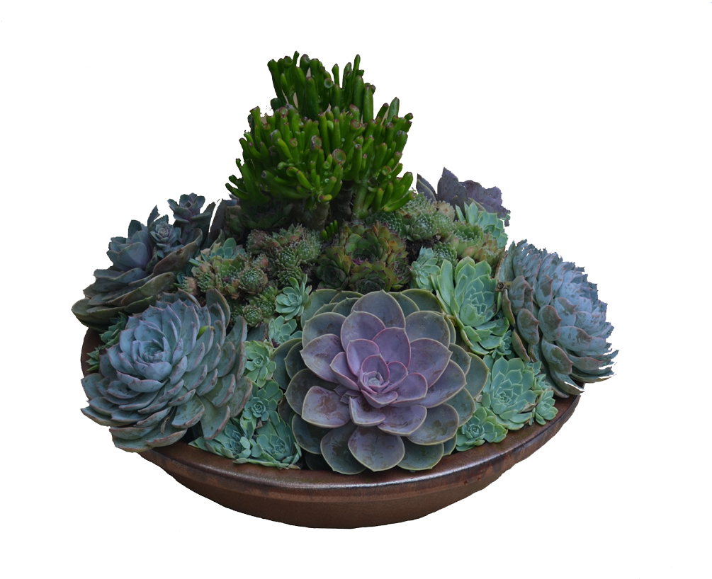 Assorted Succulentsin Planter