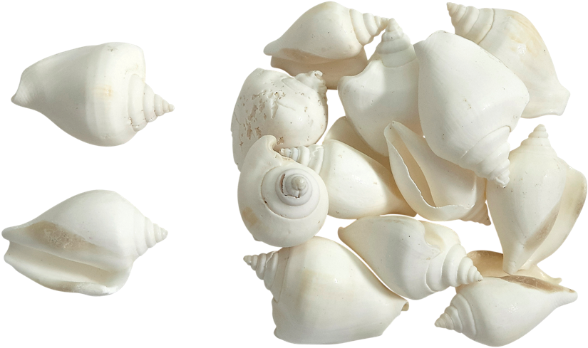 Assorted White Seashells Transparent Background