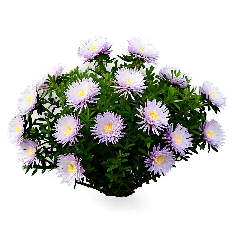 Aster Flower Bush Png 06122024